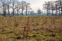 koninksweg 3 (9).jpg